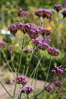 verveine