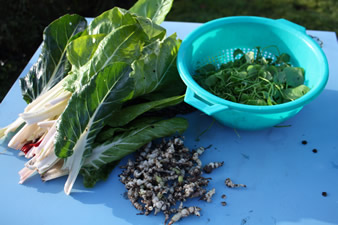 Récoltes de légumes en décembre