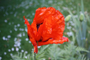 Pavot vivace encore tout chiffoné