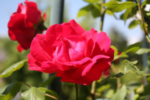 Rose... rose, tout simplement