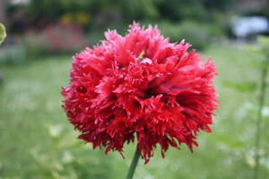 Pavot annuel rose tutu