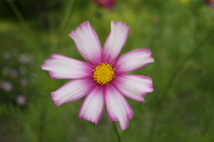 Cosmos picoté