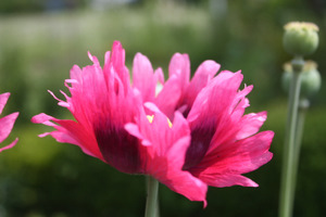 Pavot annuel
