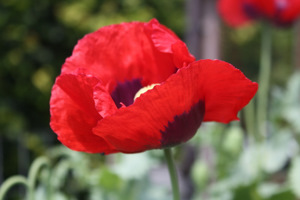 Pavot annuel