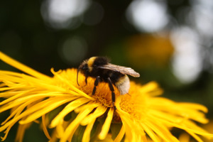 Inula