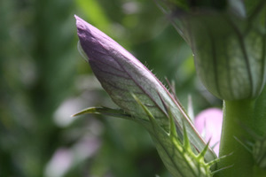 Acanthe