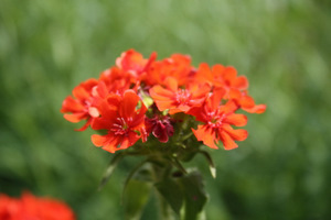 Lychnis chalcedonica