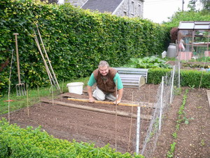 Semis de carottes et de haricots