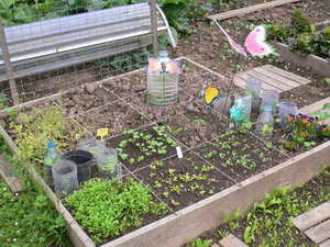 Potager en carrés