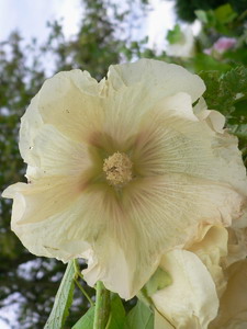 Rose trémière