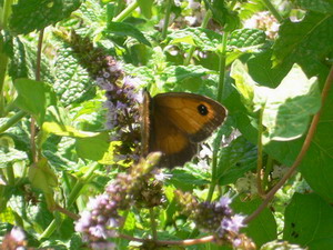 Comptage des papillons au jardin