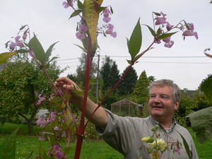 Balsamines