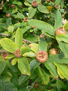 Fruits du néflier
