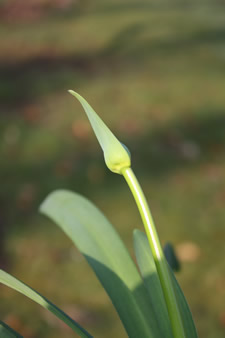 Bouton floral d'agapanthe