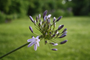 Agapanthe en fleur