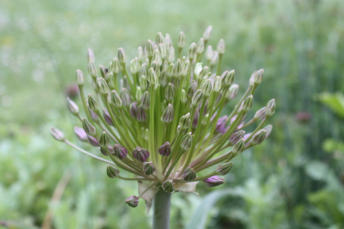 Ail décoratif