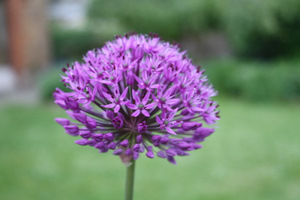 Ail ornemental