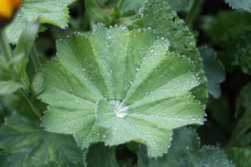 Alchemille