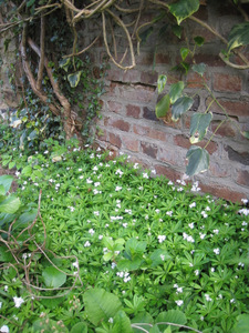 Aspérule odorante