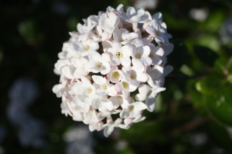 Floraisons d'avril au jardin