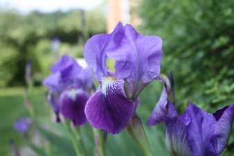 Floraisons d'avril au jardin