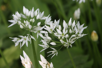 Floraisons d'avril au jardin