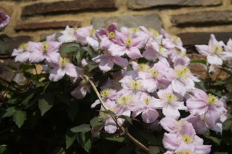 Floraisons d'avril au jardin