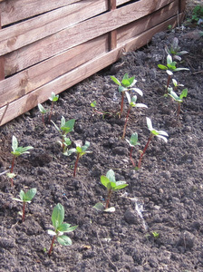 Balsamines
