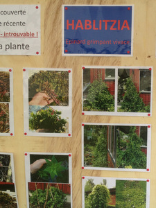 Wallogreen au Festival des Plantes à Beez