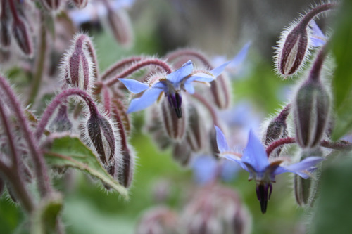 Bourrache officinale
