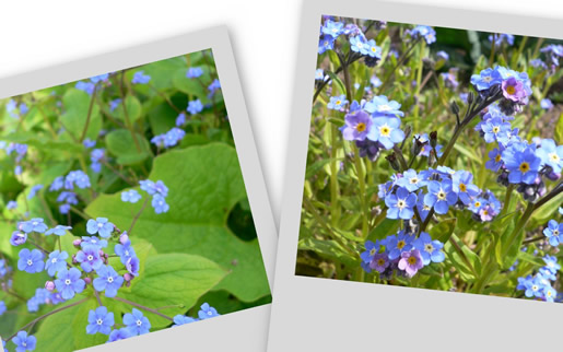 Myosotis et Brunnera