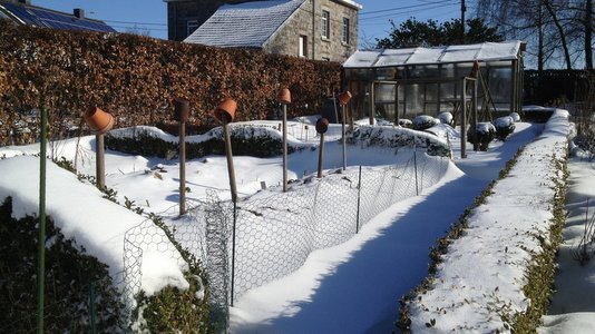 Buis taillés au potager