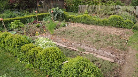 Buis taillés au potager