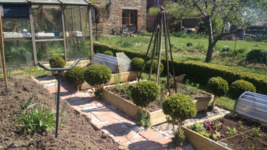 Buis taillés au potager
