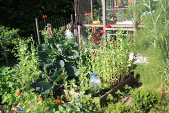Potager en carrés