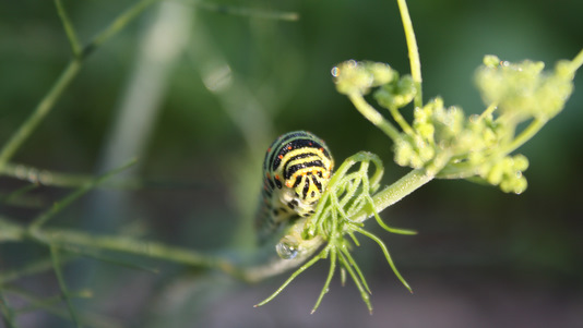 Chenille de papillon machaon