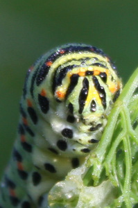 Chenille de papillon machaon