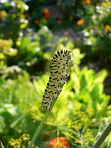 Chenille de machaon