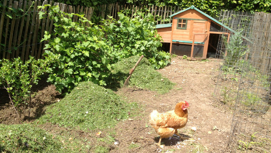 Chicken mulch