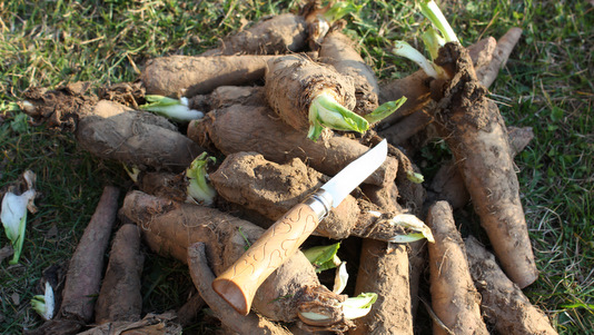 Plantation des chicons en cave
