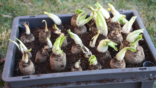 Plantation des chicons en cave
