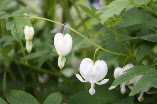 Coeur de Marie blanc
