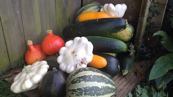 Quelles courges semer au potager ?
