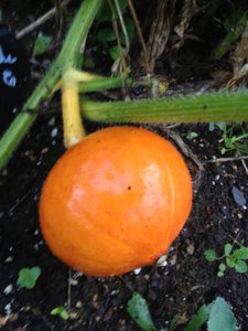 Potimarron