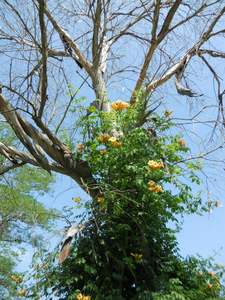 Jardins de Coursiana