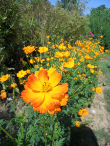Jardins de Coursiana