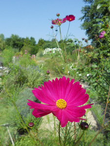 Jardins de Coursiana