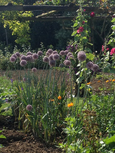 Jardins de Coursiana