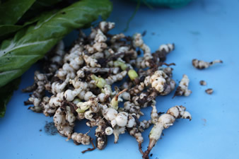 Crosnes du Japon