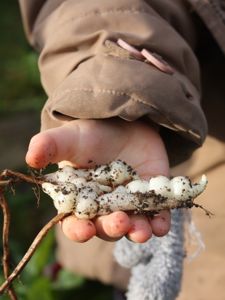 Crosnes du Japon